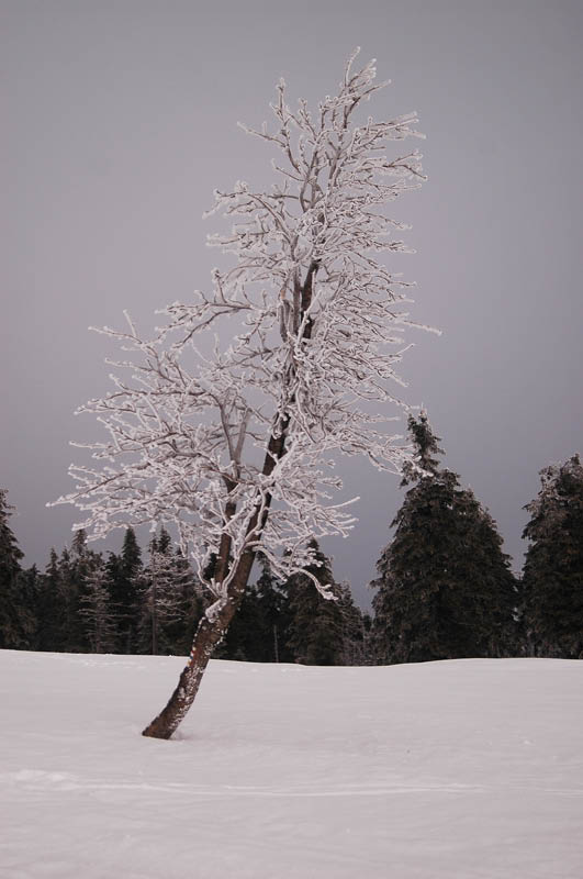 DSC_1005